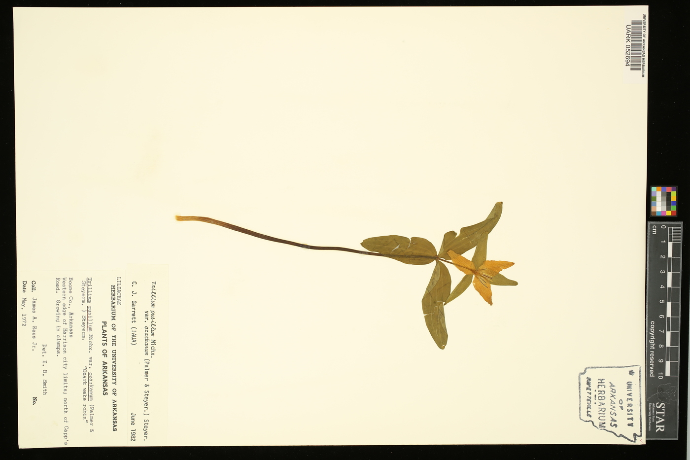 Trillium pusillum var. ozarkanum image