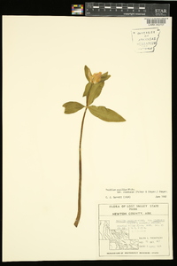Trillium pusillum image