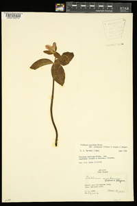 Trillium pusillum var. ozarkanum image