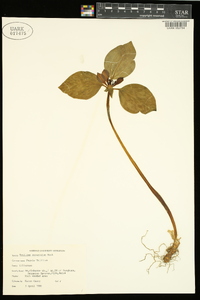 Trillium recurvatum image