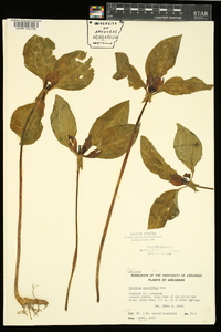 Trillium recurvatum image