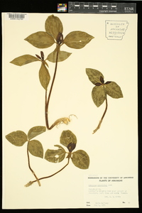 Trillium recurvatum image