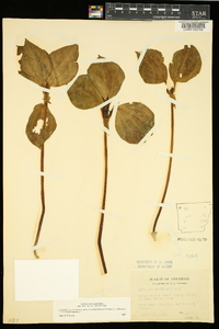 Trillium recurvatum image