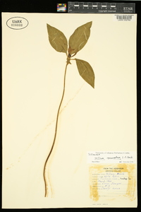 Trillium recurvatum image