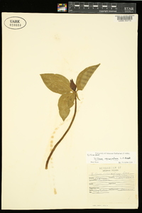 Trillium recurvatum image