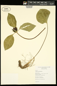 Trillium recurvatum image