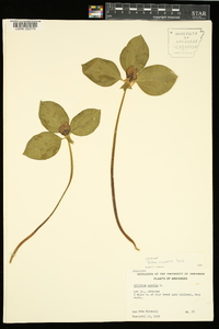 Trillium recurvatum image