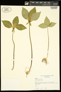 Trillium recurvatum image