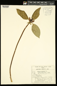 Trillium recurvatum image