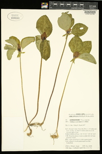 Trillium recurvatum image