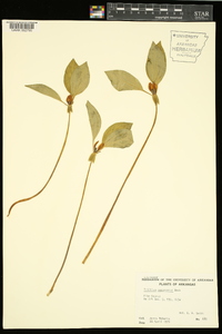 Trillium recurvatum image