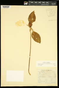 Trillium recurvatum image