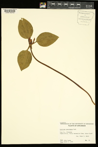 Trillium recurvatum image