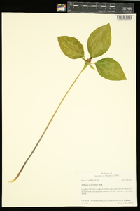 Trillium recurvatum image