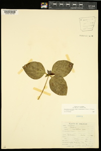 Trillium recurvatum image