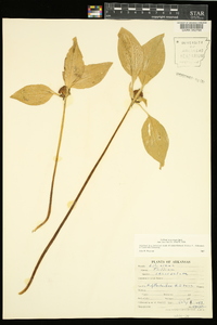 Trillium recurvatum image