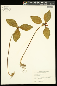 Trillium recurvatum image