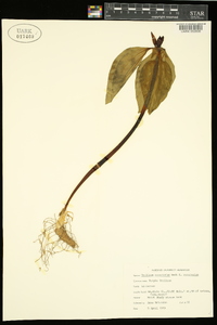 Trillium recurvatum f. recurvatum image