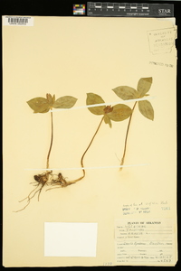 Trillium sessile image