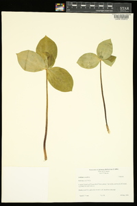 Trillium sessile image