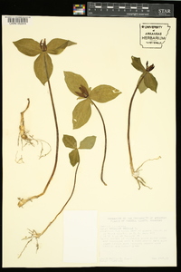 Trillium sessile image