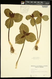 Trillium sessile image