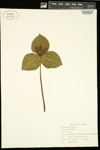 Trillium sessile image