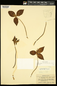 Trillium sessile image