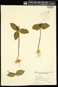 Trillium sessile image