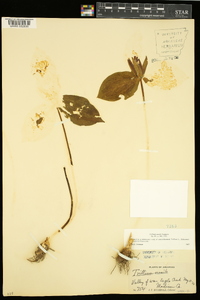 Trillium sessile image