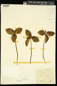 Trillium sessile image