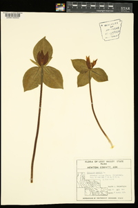 Trillium sessile image