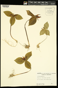 Trillium sessile image