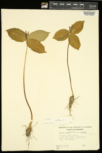 Trillium sessile image