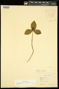 Trillium sessile image