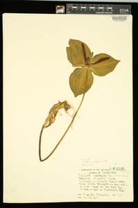 Trillium viridescens image