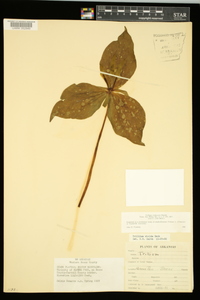 Trillium viridescens image