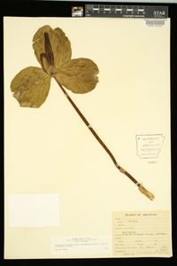 Trillium viridescens image