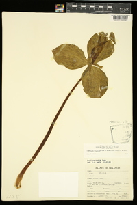 Trillium viridescens image