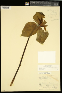 Trillium viridescens image