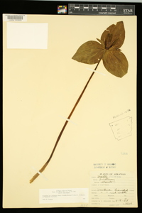 Trillium viridescens image