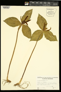 Trillium viridescens image