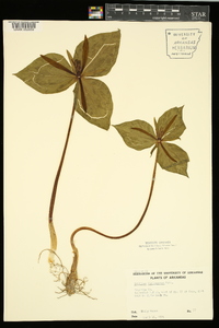 Trillium viridescens image