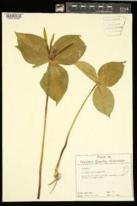 Trillium viridescens image