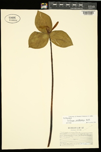 Trillium viridescens image