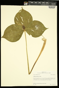 Trillium viridescens image