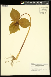 Trillium viridescens image