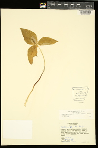 Trillium viridescens image