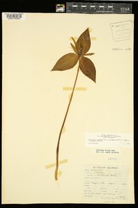 Trillium viridescens image