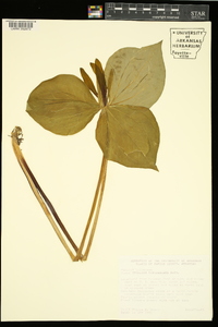 Trillium viridescens image